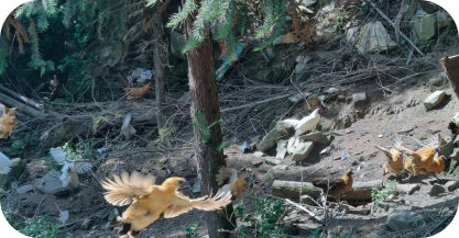 bevictor伟德官网