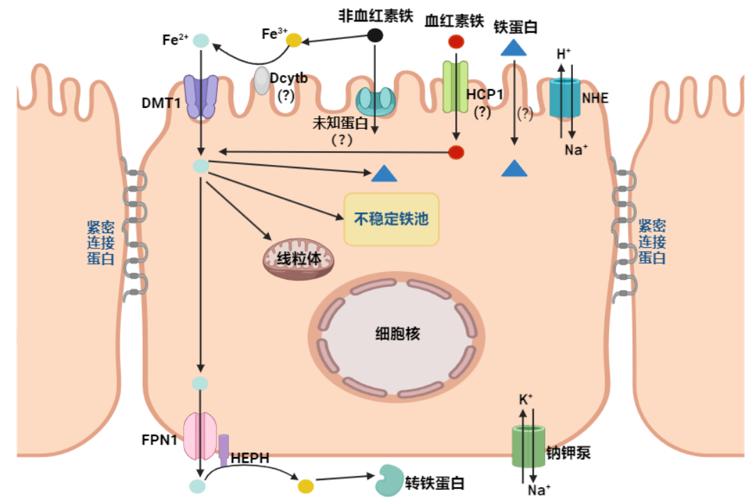 image.gif bevictor伟德官网