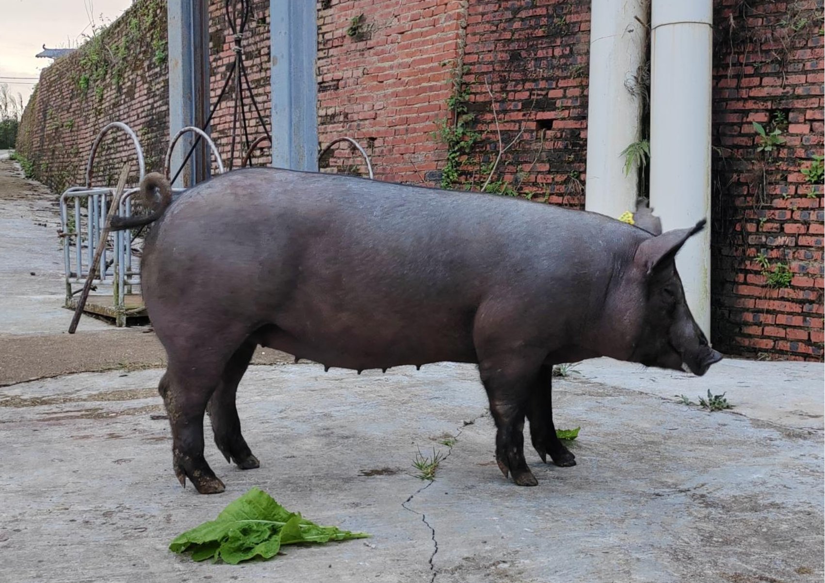 bevictor伟德官网