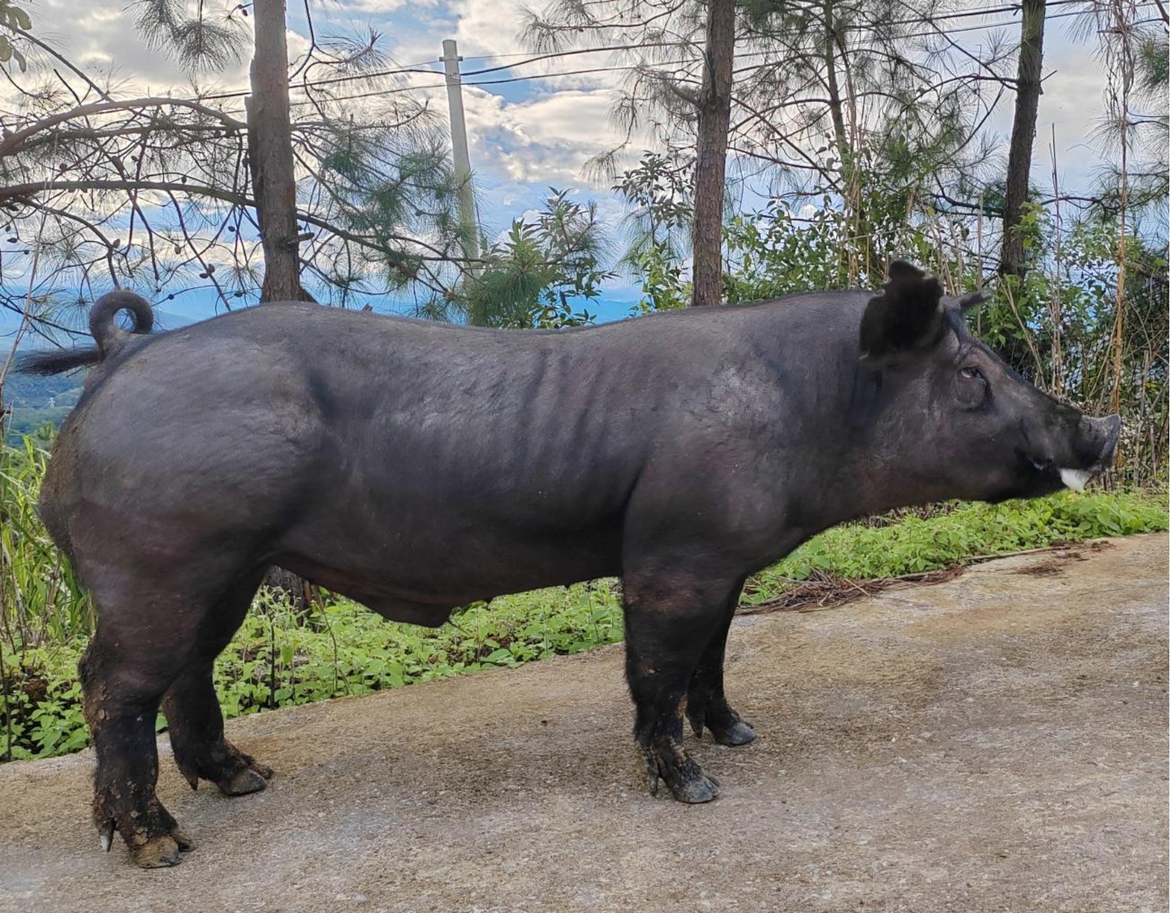 bevictor伟德官网