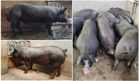 bevictor伟德官网