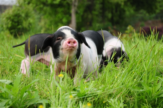 bevictor伟德官网